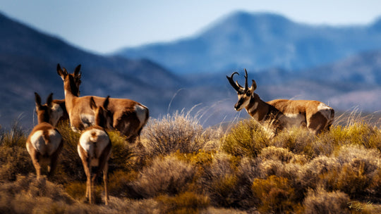 King of The Herd