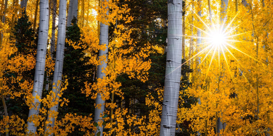 Starlit Aspens